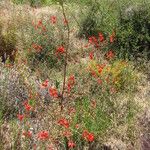 Delphinium cardinale Hábito