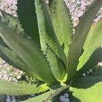 Agave shaferi Blad