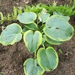 Hosta plantagineaBlatt