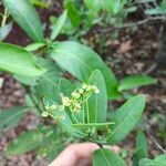 Myrcia multiflora Kvet