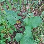 Arctium nemorosum 形態