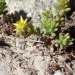 Sedum alpestre Blad