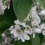 Amelanchier alnifolia पत्ता