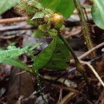 Palisota bracteosa 果実