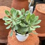 Euphorbia ritchiei Fulla