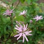 Lychnis flos-cuculi Blüte