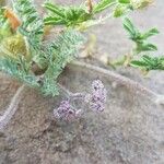 Pseudorlaya pumila Flower