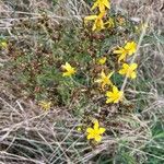 Hypericum annulatumFlower