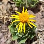 Haplopappus anthylloides Yeri