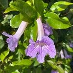 Bignonia callistegioides Blüte