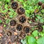 Arctium nemorosumFruit