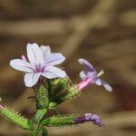 Plumbago europaea Kwiat