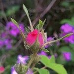 Rosa pendulina Flor