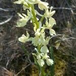 Orchis provincialisCvet