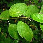 Cornus macrophylla Deilen