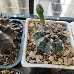 Gymnocalycium anisitsii Ліст