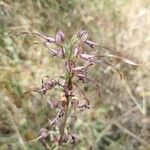 Himantoglossum adriaticum Flower