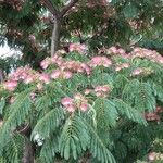 Albizia julibrissinFlors