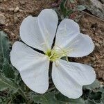 Oenothera albicaulis 花