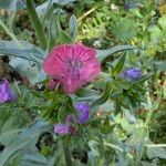 Echium creticum Flower
