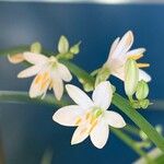 Chlorophytum comosum Fleur