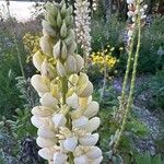 Lupinus × regalis Fiore