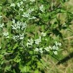 Eupatorium serotinumÕis