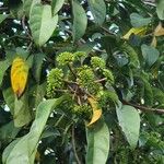 Dendropanax cuneatus Flor