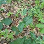 Rubus argutusList