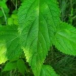 Verbena urticifolia Лист