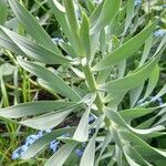 Fritillaria persica Blad