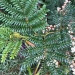 Acacia terminalis Blad