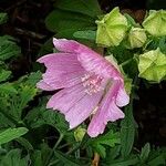 Malva alcea Flor