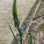 Camassia quamash Çiçek