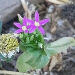 Centaurium pulchellum 花