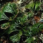 Schizaea dichotoma Habit