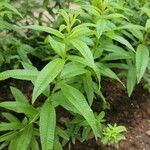 Aloysia citriodora Blad