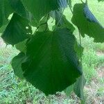 Tilia × europaea Folha