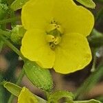 Diplotaxis tenuifolia 花