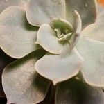 Echeveria lilacinaFulla