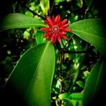 Illicium floridanum Blatt