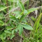 Commiphora madagascariensis 葉