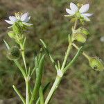 Spergularia media Fruit