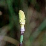 Equisetum × moorei Ďalší