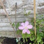 Clematis viticellaFlower