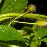 Distimake aegyptius पत्ता