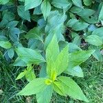 Forsythia viridissima Leaf