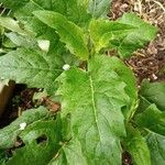 Silphium perfoliatumLeaf