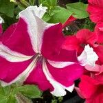 Petunia spp. Flors