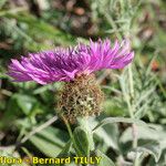 Centaurea jordaniana 花